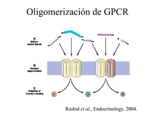 Oligomerización de GPCR Rashid  et al ., Endocrinology, 2004. 