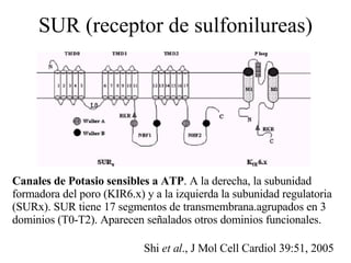 SUR (receptor de sulfonilureas) Canales de Potasio sensibles a ATP . A la derecha, la subunidad formadora del poro ( KIR6.x ) y a la izquierda la subunidad regulatoria ( SURx ).   SUR tiene 17 segmentos de transmembrana . agrupados en 3 dominios ( T0-T2 ). Aparecen señalados otros dominios funcionales. Shi  et al ., J Mol Cell Cardiol 39:51, 2005 