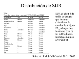 Distribución de SUR SUR es el sitio de unión de drogas que lo abren (“abridores de canales de K+), en F2, y drogas que lo cierran (por ej. las sulfonilureas, hipoglucemiantes a ver en F1). Shi  et al ., J Mol Cell Cardiol 39:51, 2005 