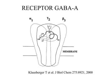 RECEPTOR GABA-A Klausberger T et al. J Biol Chem 275:8921, 2000 