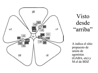 Visto desde “arriba” A indica el sitio propuesto de unión de agonistas (GABA, etc) y M el de BDZ 