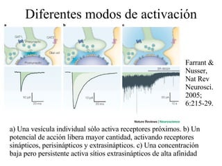 Diferentes modos de activación a) Una vesícula individual sólo activa receptores próximos. b) Un potencial de acción libera mayor cantidad, activando receptores sinápticos, perisinápticos y extrasinápticos. c) Una concentración baja pero persistente activa sítios extrasinápticos de alta afinidad Farrant & Nusser,  Nat Rev Neurosci. 2005;   6:215-29. 