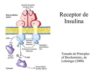 Receptor de Insulina Tomado de Principles of Biochemistry, de Lehninger (2000) 