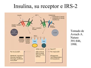Insulina, su receptor e IRS-2 Tomado de Avruch A. Nature 391:846, 1998. 