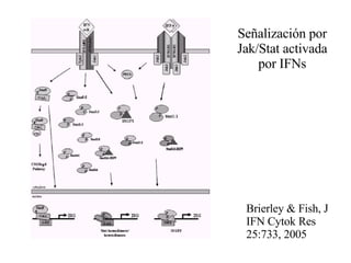 Señalización por Jak/Stat activada por IFNs Brierley & Fish, J IFN Cytok Res 25:733, 2005 