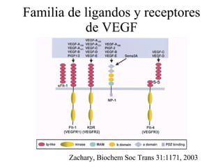 Familia de ligandos y receptores de VEGF Zachary, Biochem Soc Trans 31:1171, 2003 