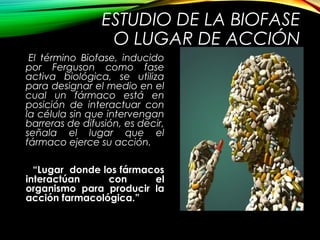 ESTUDIO DE LA BIOFASE
O LUGAR DE ACCIÓN
El término Biofase, inducido
por Ferguson como fase
activa biológica, se utiliza
para designar el medio en el
cual un fármaco está en
posición de interactuar con
la célula sin que intervengan
barreras de difusión, es decir,
señala el lugar que el
fármaco ejerce su acción.
“Lugar donde los fármacos
interactúan con el
organismo para producir la
acción farmacológica.”
 