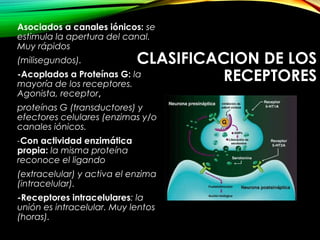 CLASIFICACION DE LOS
RECEPTORES
Asociados a canales iónicos: se
estimula la apertura del canal.
Muy rápidos
(milisegundos).
-Acoplados a Proteínas G: la
mayoría de los receptores.
Agonista, receptor,
proteínas G (transductores) y
efectores celulares (enzimas y/o
canales iónicos.
-Con actividad enzimática
propia: la misma proteína
reconoce el ligando
(extracelular) y activa el enzima
(intracelular).
-Receptores intracelulares: la
unión es intracelular. Muy lentos
(horas).
 