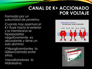 CANAL DE K+ ACCIONADO
POR VOLTAJE
Formada por un
subunidad de proteína.
Cuando hay apertura el
K+ fluye hacia el exterior
y la membrana se
hiperpolariza
negativamente, es
abundante y tiene un
solo dominio.
Hipoglicemiantes la
Glibenclamida entre
otros.
Vasodilatadores la
Hidralazina.
 