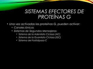 SISTEMAS EFECTORES DE
PROTEÍNAS G
• Una vez activadas las proteínas G, pueden activar:
• Canales iónicos
• Sistemas de Segundos Mensajeros
• Sistema de la Adenilato Ciclasa (AC)
• Sistema de la Guanilato Ciclasa (GC)
• Sistema del Fosfolipasa C
 
