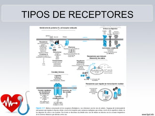TIPOS DE RECEPTORES