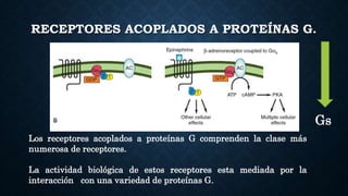 RECEPTORES ACOPLADOS A PROTEÍNAS G.
Los receptores acoplados a proteínas G comprenden la clase más
numerosa de receptores.
La actividad biológica de estos receptores esta mediada por la
interacción con una variedad de proteínas G.
Gs
 