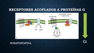 RECEPTORES ACOPLADOS A PROTEÍNAS G
SOMATOSTATINA.
Gi
 