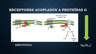 RECEPTORES ACOPLADOS A PROTEÍNAS G
SEROTONINA Gq (G11)
 