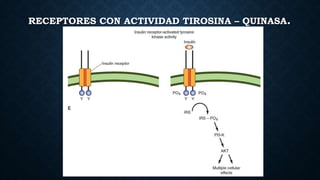 RECEPTORES CON ACTIVIDAD TIROSINA – QUINASA.
 