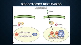 RECEPTORES NUCLEARES
 
