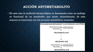 ACCIÓN ANTIMETABOLITO
• En este caso la molécula farmacológica se desempeña como un análogo
no funcional de un metabolito que existe naturalmente, de esta
manera se interviene con los procesos metabólicos normales.
 