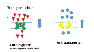 Transportadores
Cotransporte
Mucosa digetiva, túbulo renal
Antitransporte
Na+
 