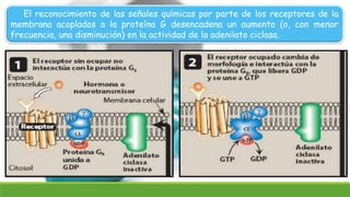 El reconocimiento de las señales químicas por parte de los receptores de la
membrana acoplados a la proteína G desencadena un aumento (o, con menor
frecuencia, una disminución) en la actividad de la adenilato ciclasa.
 