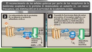 El reconocimiento de las señales químicas por parte de los receptores de la
membrana acoplados a la proteína G desencadena un aumento (o, con menor
frecuencia, una disminución) en la actividad de la adenilato ciclasa.
 