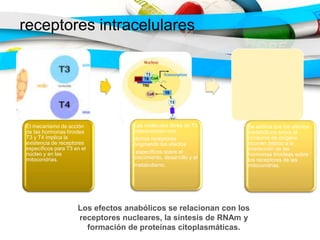 receptores intracelulares
El mecanismo de acción
de las hormonas tiroides
T3 y T4 implica la
existencia de receptores
específicos para T3 en el
núcleo y en las
mitocondrias.
Las moléculas libres de T3
interaccionan con
dichos receptores
originando los efectos
específicos sobre el
crecimiento, desarrollo y el
metabolismo.
Se estima que los efectos
metabólicos sobre el
consumo de oxígeno
ocurren debido a la
interacción de las
hormonas tiroideas sobre
los receptores de las
mitocondrias.
Los efectos anabólicos se relacionan con los
receptores nucleares, la síntesis de RNAm y
formación de proteínas citoplasmáticas.
 