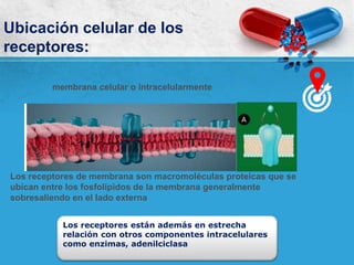 Los receptores están además en estrecha
relación con otros componentes intracelulares
como enzimas, adenilciclasa
Ubicación celular de los
receptores:
membrana celular o intracelularmente
Los receptores de membrana son macromoléculas proteicas que se
ubican entre los fosfolípidos de la membrana generalmente
sobresaliendo en el lado externa
 