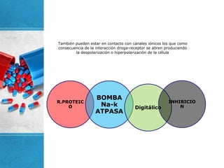 También pueden estar en contacto con canales iónicos los que como
consecuencia de la interacción droga-receptor se abren produciendo
la despolarización o hiperpolarización de la célula
R.PROTEIC
O
BOMBA
Na-k
ATPASA
Digitálico
INHIBICIO
N
 