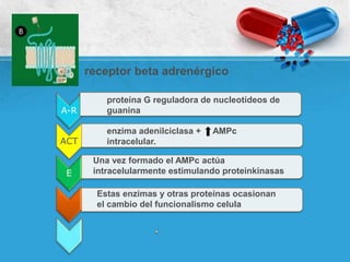 A-R
ACT
E
proteína G reguladora de nucleotídeos de
guanina
enzima adenilciclasa + AMPc
intracelular.
Una vez formado el AMPc actúa
intracelularmente estimulando proteinkinasas
Estas enzimas y otras proteínas ocasionan
el cambio del funcionalismo celula
receptor beta adrenérgico
 