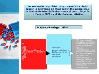 La interacción agonista-receptor puede también
causar la activación de otros segundos mensajeros,
actualmente bien definidos, como el inositol-1,4,5-
trifosfato (IP3) y el diacilglicerol (DAG).
Union
AGONISTA-
RECEPITOR
Intervención de la
proteína G reguladora
Activación
enzima fosfolipasa C
dando origen a los
segundos
mensajeros.
IP3 es un segundo
mensajero movilizador
de calcio intracelular,
principalmente del
retículo
endoplasmático lo que
provoca en general un
incremento del calcio
citosólico y se
estimularían así
funciones celulares
dependientes del
calcio, la activación de
calmodulinas y
otras enzimas
receptor adrenérgico alfa-1
 
