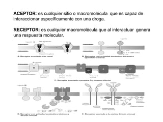 Farmacodinamia I: Mecanismos y Efectos de los Fármacos en el Organismo ...