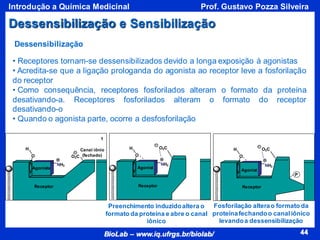 44
BioLab – www.iq.ufrgs.br/biolab/
Prof. Gustavo Pozza Silveira
Introdução a Química Medicinal
44
Dessensibilização e Sensibilização
• Receptores tornam-se dessensibilizados devido a longa exposição à agonistas
• Acredita-se que a ligação prologanda do agonista ao receptor leve a fosforilação
do receptor
• Como consequência, receptores fosforilados alteram o formato da proteína
desativando-a. Receptores fosforilados alteram o formato do receptor
desativando-o
• Quando o agonista parte, ocorre a desfosforilação
Receptor
O O2C
1
H Canal iônio
(fechado)
Agonista
NH3
Receptor
O
H
Agonist
NH3
O2C
Receptor
O
H
Agonist
P
O2C
NH3
Dessensibilização
Preenchimento induzidoaltera o
formato da proteína e abre o canal
iônico
Fosforilação alterao formato da
proteínafechandoo canaliônico
levandoa dessensibilização
 