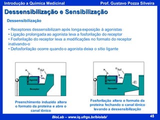 45
BioLab – www.iq.ufrgs.br/biolab/
Prof. Gustavo Pozza Silveira
Introdução a Química Medicinal
45
Receptor
O
H
Agonist
NH3
O2C
• Receptores dessensibilizam após longa exposição à agonistas
• Ligação prolongada ao agonista leva a fosforilação do receptor
• Fosforilação do receptor leva a modificações no formato do receptor
inativando-o
• Defosforilação ocorre quando o agonista deixa o sítio ligante
Preenchimento induzido altera
o formato da proteína e abre o
canal iônico
Dessensibilização
Dessensibilização e Sensibilização
Receptor
O
H
Agonist
P
O2C
NH3
Fosforilação altera o formato da
proteína fechando o canal iônico
levando a dessensibilização
 