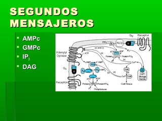 SEGUNDOS
MENSAJEROS
 AMPc
 GMPc
 IP3
 DAG
 