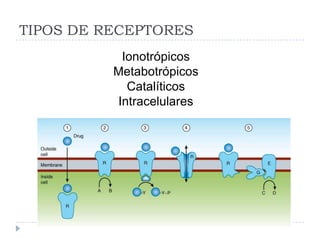 TIPOS DE RECEPTORES
           Ionotrópicos
          Metabotrópicos
            Catalíticos
          Intracelulares
 