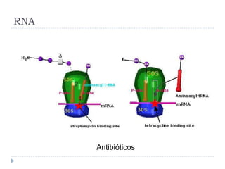 RNA




      Antibióticos
 