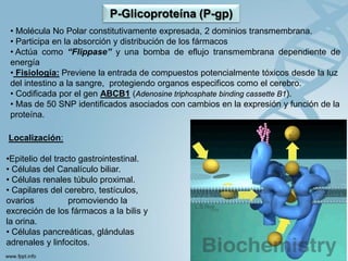 P-Glicoproteína (P-gp)
 • Molécula No Polar constitutivamente expresada, 2 dominios transmembrana.
 • Participa en la absorción y distribución de los fármacos
 • Actúa como “Flippase” y una bomba de eflujo transmembrana dependiente de
 energía
 • Fisiología: Previene la entrada de compuestos potencialmente tóxicos desde la luz
 del intestino a la sangre, protegiendo organos especificos como el cerebro.
 • Codificada por el gen ABCB1 (Adenosine triphosphate binding cassette B1).
 • Mas de 50 SNP identificados asociados con cambios en la expresión y función de la
 proteína.

Localización:

•Epitelio del tracto gastrointestinal.
• Células del Canalículo biliar.
• Células renales túbulo proximal.
• Capilares del cerebro, testículos,
ovarios           promoviendo la
excreción de los fármacos a la bilis y
la orina.
• Células pancreáticas, glándulas
adrenales y linfocitos.
 