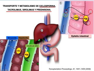 TRANSPORTE Y METABOLISMO DE CICLOSPORINA,
   TACROLIMUS, SIROLIMUS Y PREDNISONA.




                                                                     Epitelio intestinal
   Sinusoide   Hepatocito



                       Canalículo biliar




                                           Transplantation Proceedings, 41, 1441–1455 (2009)
 