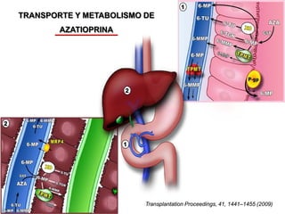 TRANSPORTE Y METABOLISMO DE
        AZATIOPRINA




                         Transplantation Proceedings, 41, 1441–1455 (2009)
 