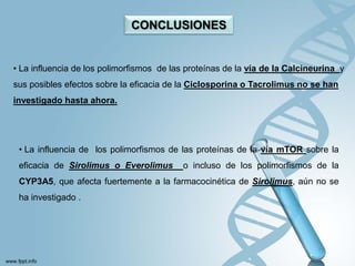 CONCLUSIONES


• La influencia de los polimorfismos de las proteínas de la vía de la Calcineurina y
sus posibles efectos sobre la eficacia de la Ciclosporina o Tacrolimus no se han
investigado hasta ahora.




 • La influencia de los polimorfismos de las proteínas de la vía mTOR sobre la
 eficacia de Sirolimus o Everolimus        o incluso de los polimorfismos de la
 CYP3A5, que afecta fuertemente a la farmacocinética de Sirolimus, aún no se
 ha investigado .
 
