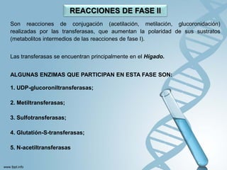 REACCIONES DE FASE II
Son reacciones de conjugación (acetilación, metilación, glucoronidación)
realizadas por las transferasas, que aumentan la polaridad de sus sustratos
(metabolitos intermedios de las reacciones de fase I).


Las transferasas se encuentran principalmente en el Hígado.


ALGUNAS ENZIMAS QUE PARTICIPAN EN ESTA FASE SON:

1. UDP-glucoroniltransferasas;

2. Metiltransferasas;

3. Sulfotransferasas;

4. Glutatión-S-transferasas;

5. N-acetiltransferasas
 