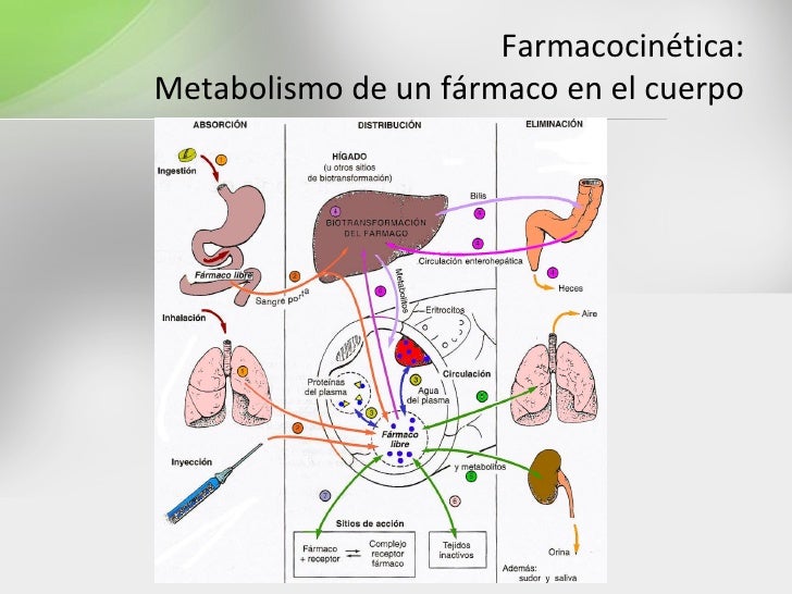 metabolismo glucogeno mejores soluciones