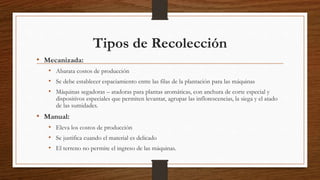 Tipos de Recolección
• Mecanizada:
• Abarata costos de producción
• Se debe establecer espaciamiento entre las filas de la plantación para las máquinas
• Máquinas segadoras – atadoras para plantas aromáticas, con anchura de corte especial y
dispositivos especiales que permiten levantar, agrupar las inflorescencias, la siega y el atado
de las sumidades.
• Manual:
• Eleva los costos de producción
• Se justifica cuando el material es delicado
• El terreno no permite el ingreso de las máquinas.
 