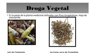 Droga Vegetal
• Es la parte de la planta medicinal utilizadas con fines terapéuticos. Hoja de
manzanilla.