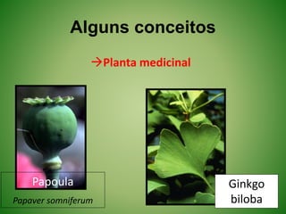Alguns conceitos
Planta medicinal
Papoula
Papaver somniferum
Ginkgo
biloba
 