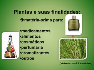 Plantas e suas finalidades:
matéria-prima para:
•medicamentos
•alimentos
•cosméticos
•perfumaria
•aromatizantes
•outros
(Vetiveriazizanioides-Vetiver)
 