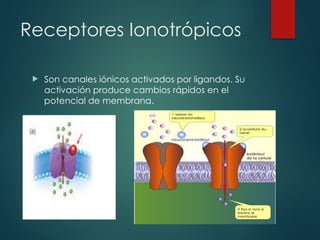 Comprehensive Overview of Pharmacological Receptors and Their Clinical ...