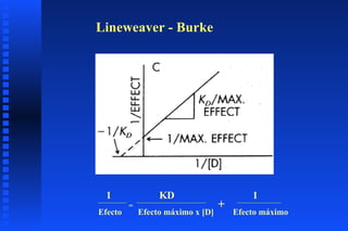 1  KD  1 = Efecto   Efecto máximo x [D]   Efecto máximo + Lineweaver - Burke 