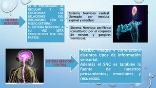 ES EL ENCARGADO DE
REGULAR Y DE
COORDINAR LAS
RELACIONES DEL
ORGANISMO CON EL
MEDIO EXTERNO.
EL SISTEMA NERVIOSO, A
SU VEZ ESTÁ
CONSTITUIDO POR DOS
PARTES:
SISTEMA
NERVIOSO
SISTEMA NERVIOSO
CENTRAL
Recibe, integra y correlaciona
distintos tipos de información
sensorial.
Además el SNC es también la
fuente de nuestros
pensamientos, emociones y
recuerdos.
Sistema Nervioso periférico
(constituido por el conjunto
de nervios y ganglios
nerviosos).
Sistema Nervioso central
(formado por medula
espinal y encéfalo
 