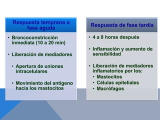Respuesta temprana o
                             Respuesta de fase tardía
       fase aguda
• Broncoconstricción         • 4 a 8 horas después
  inmediata (10 a 20 min)
                             • Inflamación y aumento de
• Liberación de mediadores     sensibilidad

 • Apertura de uniones       • Liberación de mediadores
   intracelulares              inflamatorios por los:
                               • Mastocitos
 • Movimiento del antígeno     • Células epiteliales
   hacia los mastocitos        • Macrófagos
 