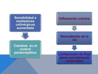Sensibilidad a   Inflamación crónica
 mediadores
 colinérgicos
  aumentada

                  Remodelado de la
                       vía
Cambios en el
   control
parasimpático
                 Limitaciones de flujo
                  aéreo parcialmente
                      reversibles
 